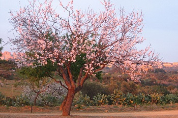 Mandorlo in fiore